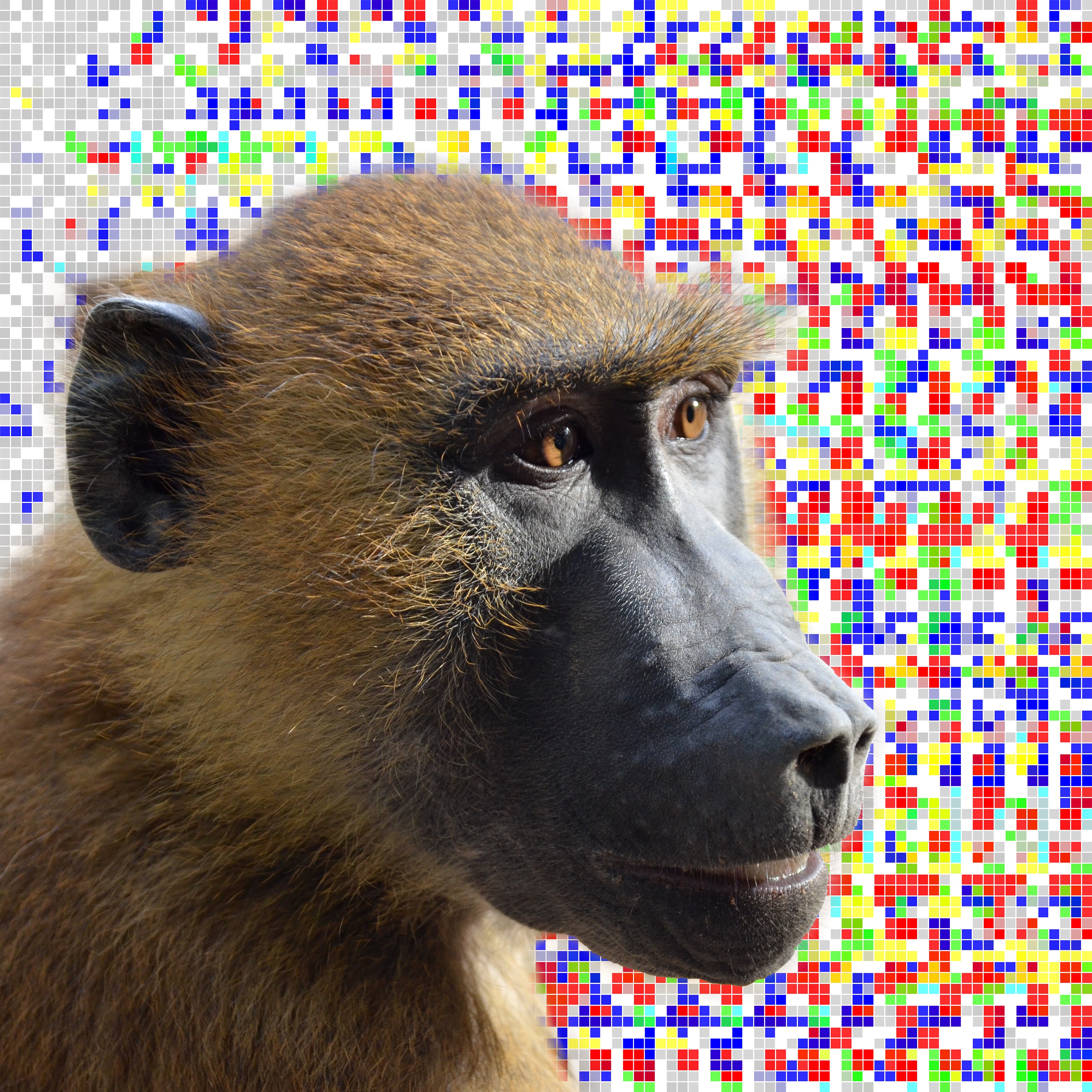 Results from the experiment with picture of baboon