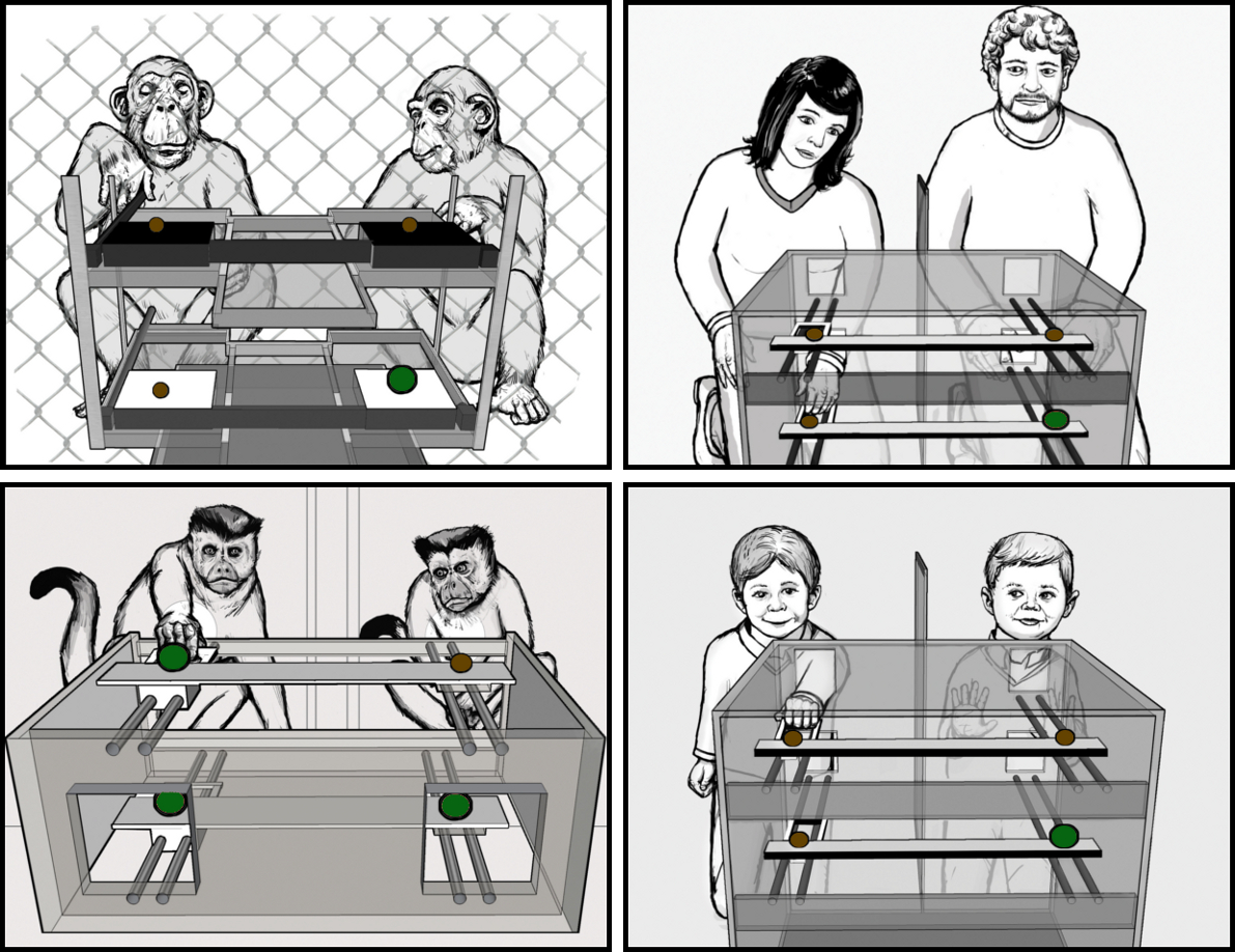 Prosocial test for capuchins, chimpanzees and humans